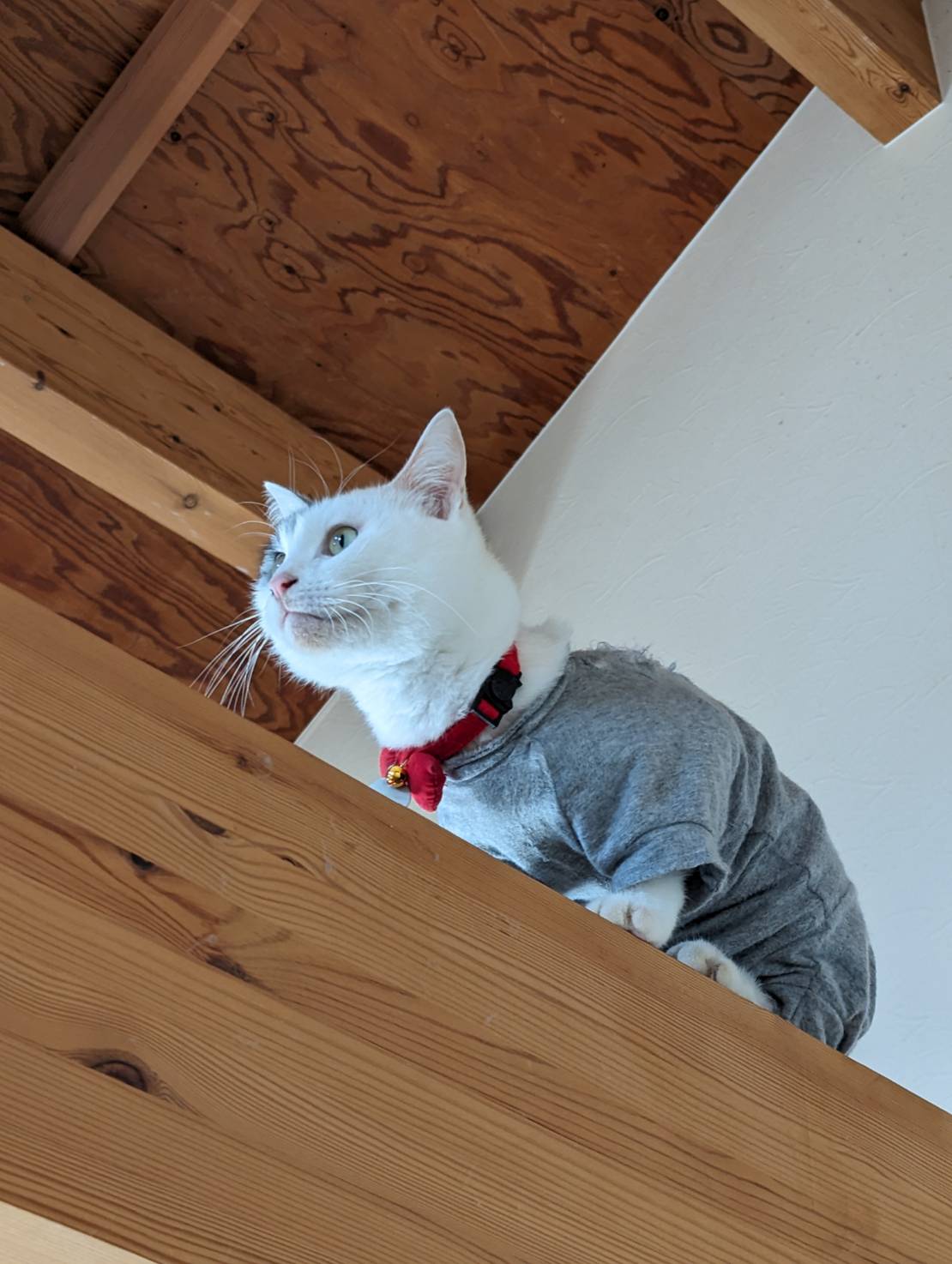 我が家の猫ライフ