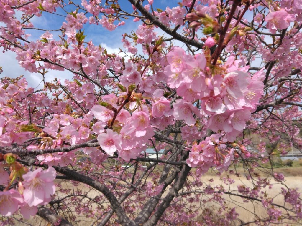 春の訪れと、これからの暮らしづくり